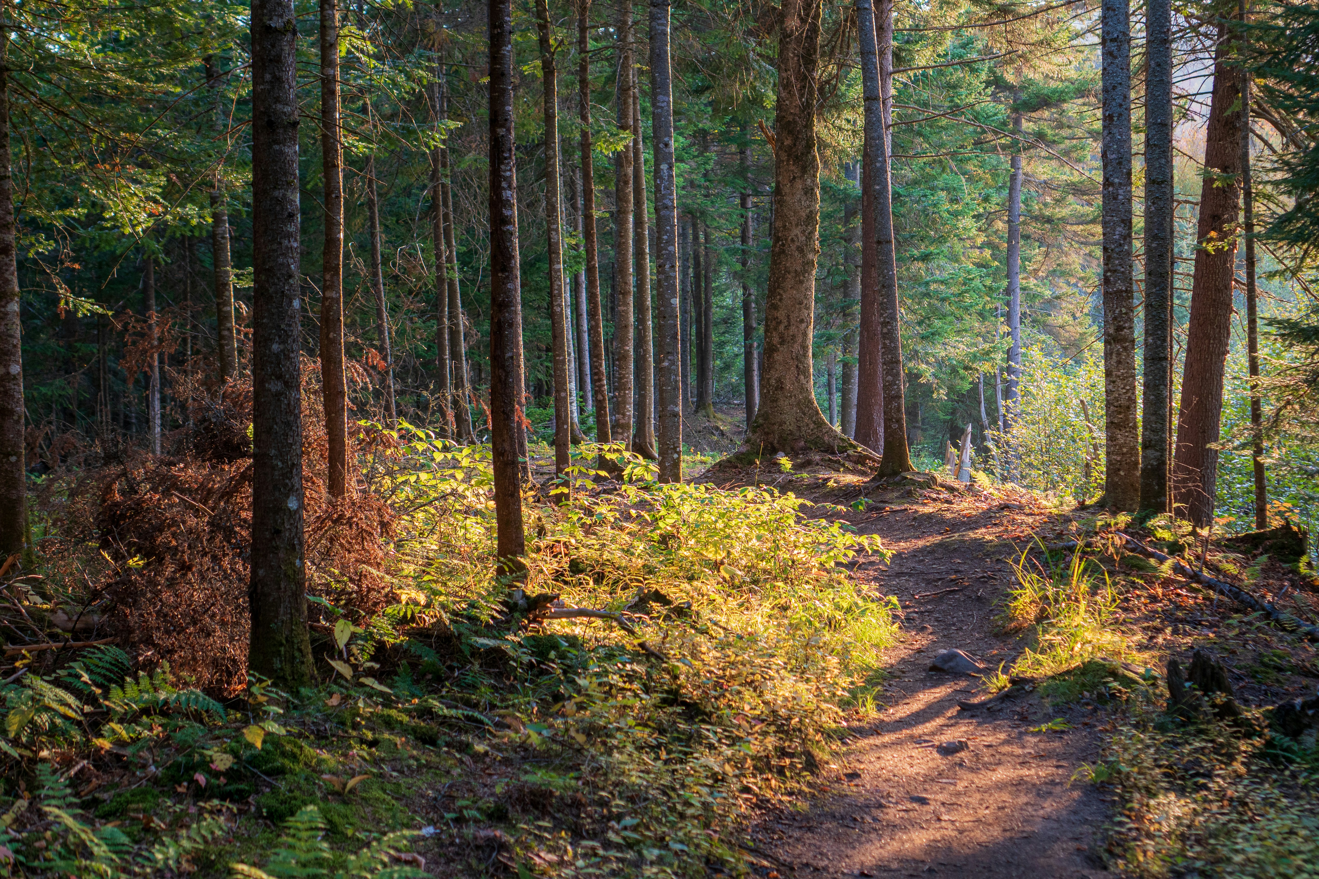 A sunlit dirt trail winding through a forest
