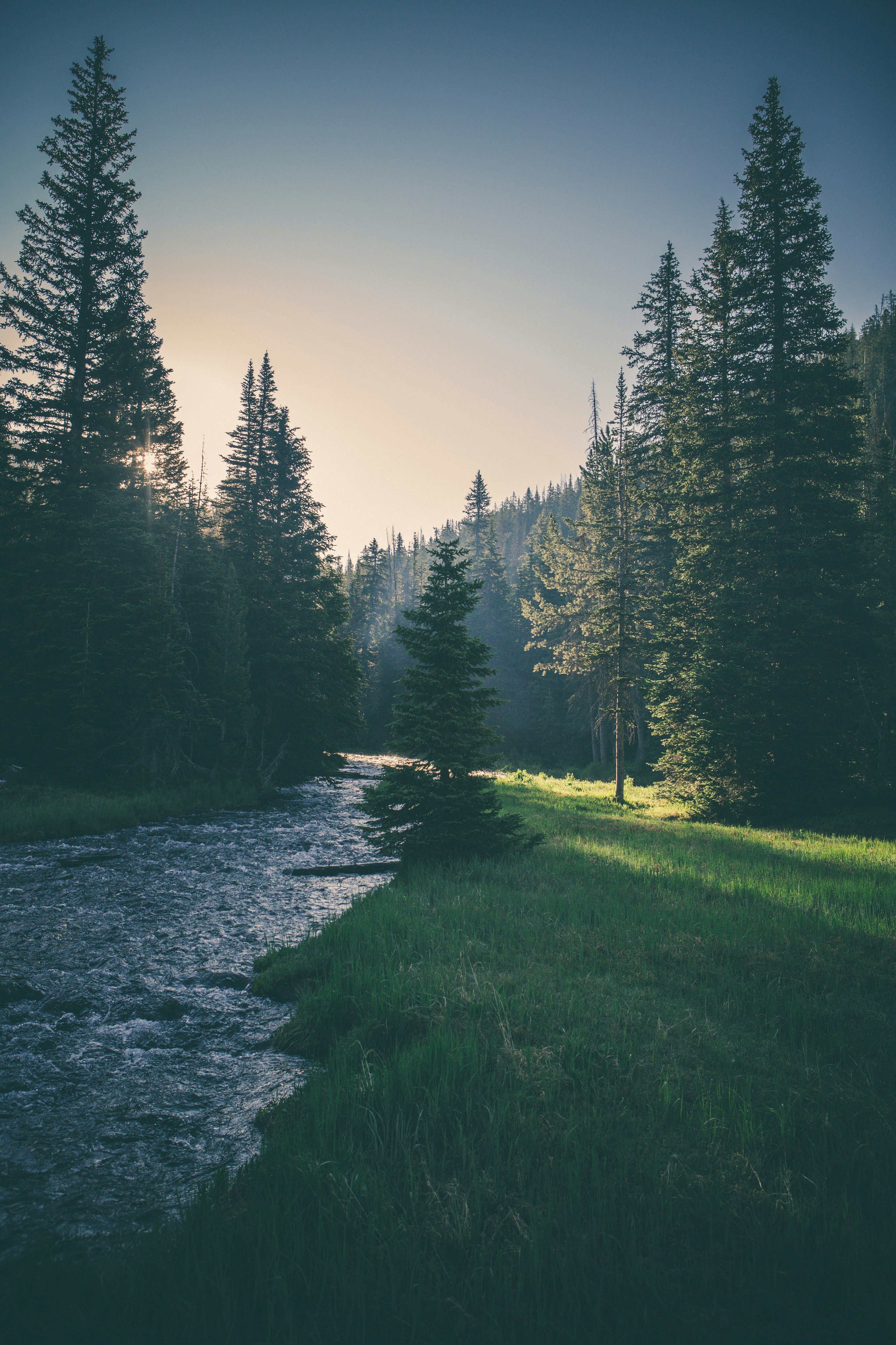 Tall evergreen trees along a stream at sunrise
